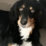 Dodger