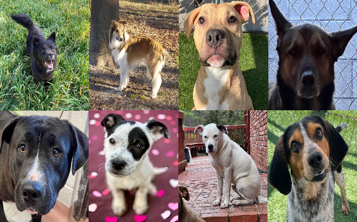 20240223pups