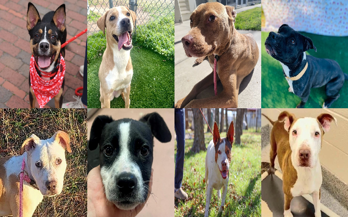 20240213pups