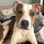 Obie