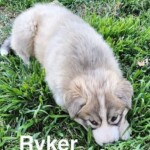 Ryker