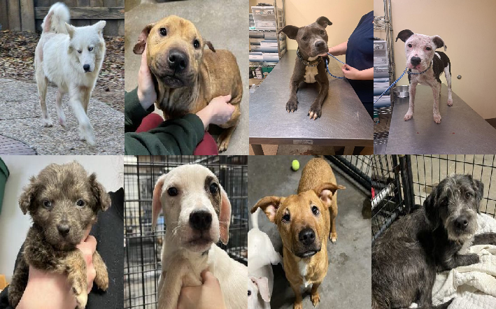 20240216pups
