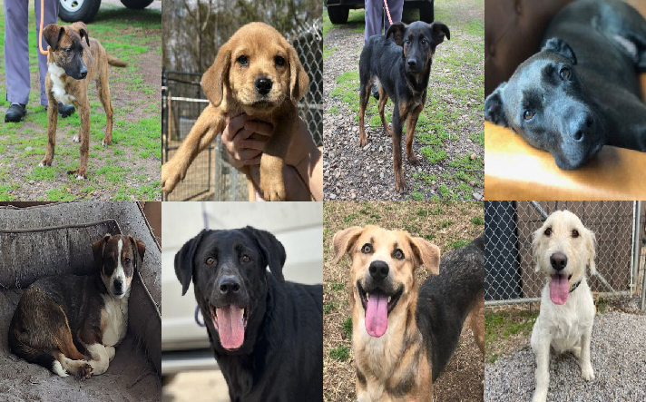 20240226pups