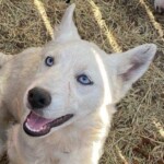 Whitney Pup