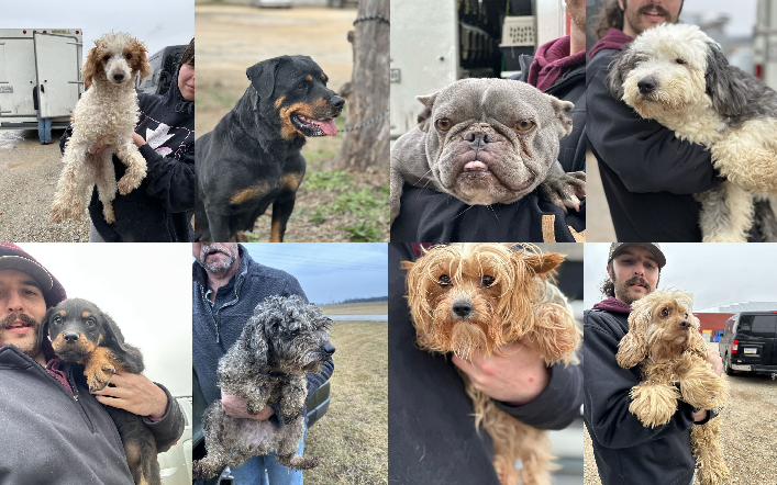 20240206pups
