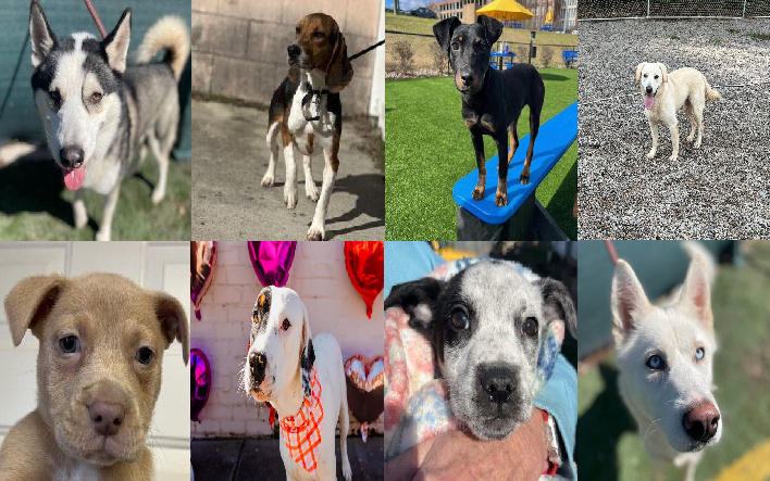 20240212pups