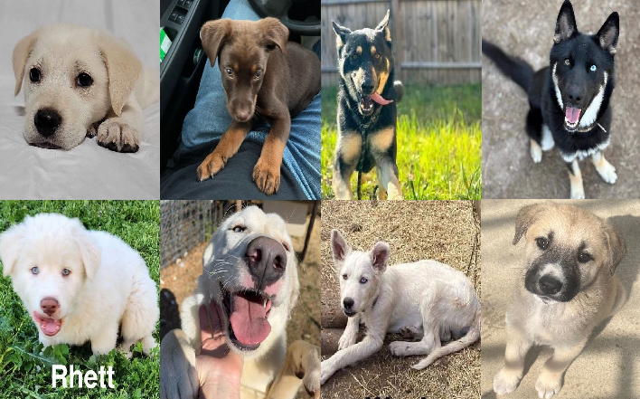 20240229pups