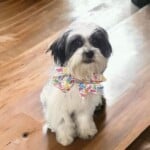 Taz