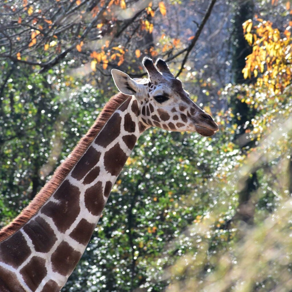 Riverbanks Zoo image Isabelle