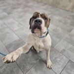 Koa
