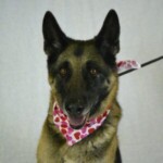 Sheba