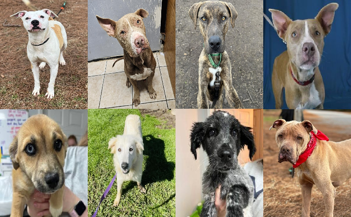20240305pups