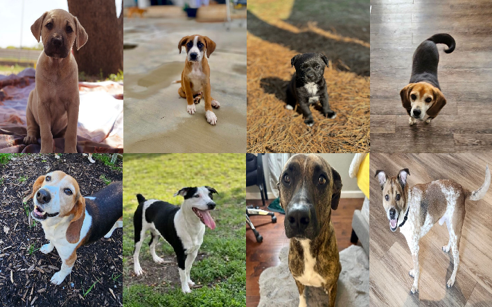 20240319pups