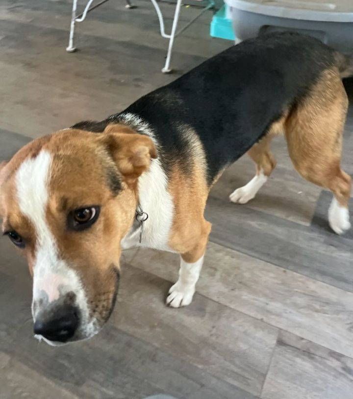 TRIGGER ABC Columbia