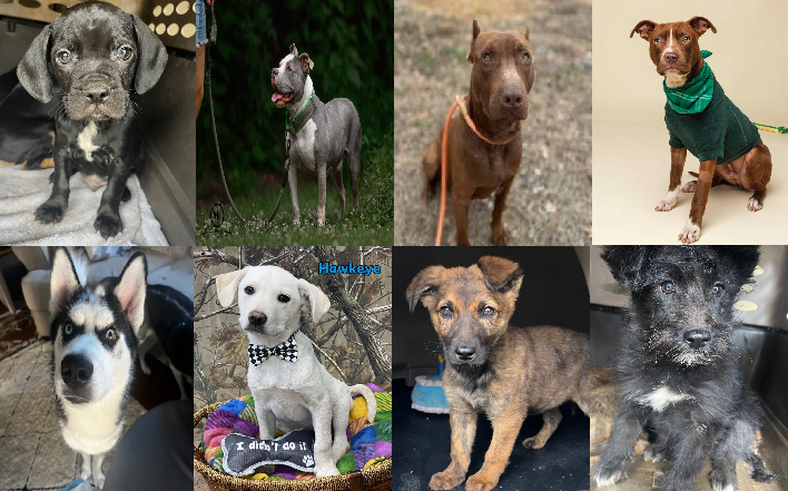 20240304pups