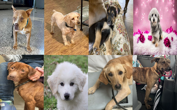 20240325pups