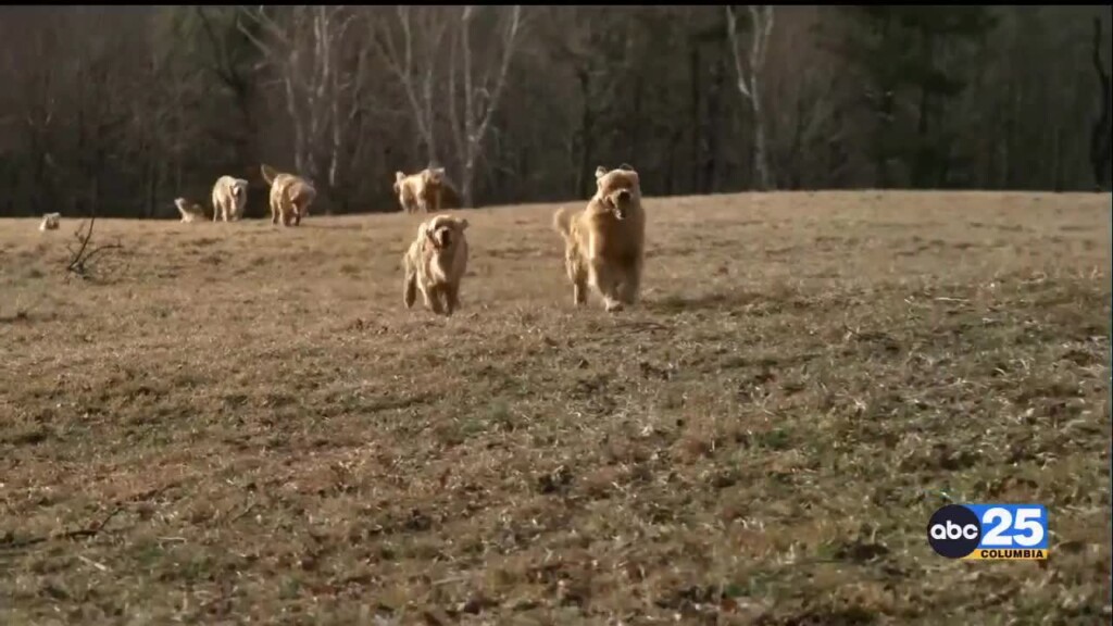 Golden Farm