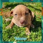 Velasco