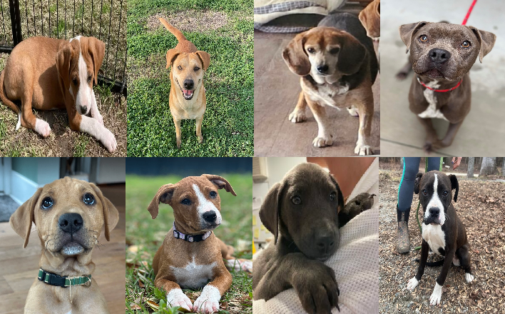 20240327pups