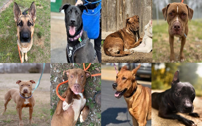 20240306pups