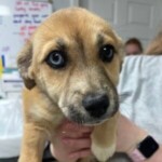 Fiona