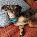 Oscar