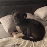 Jerry
