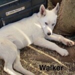 Walker