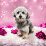 Daisy