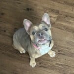 Coco