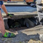 Oburg Dog Stuck 4