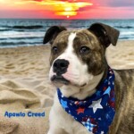 Apawlo Creed