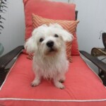 Toby