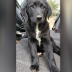 Calypso