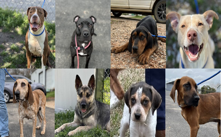 20240312pups