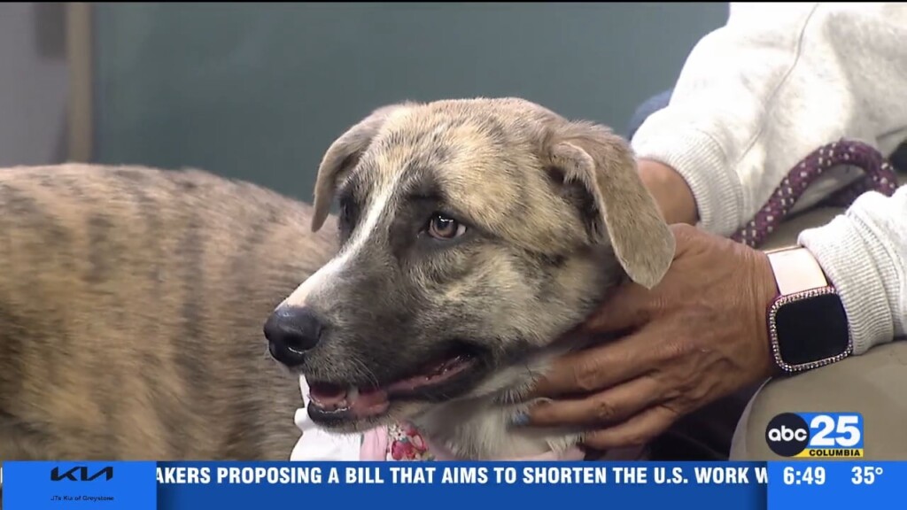 Pet Of The Week: Aurora