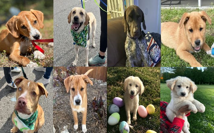 20240320pups