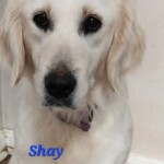 Shay