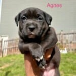Agnes
