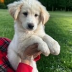 Koda