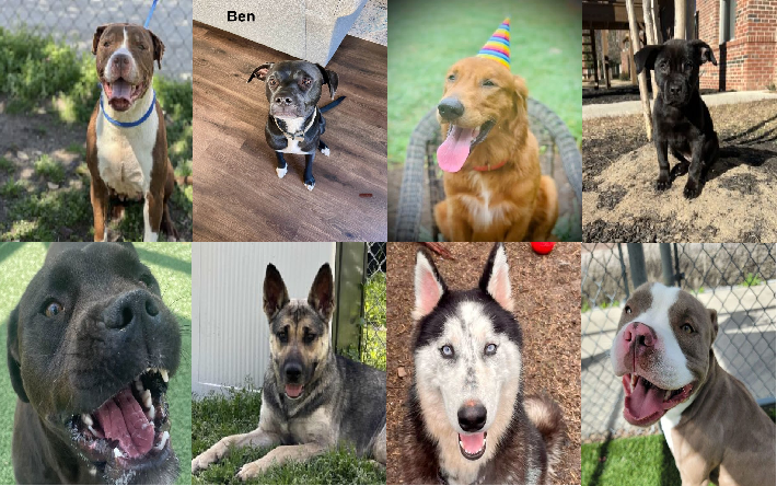 20240314pups