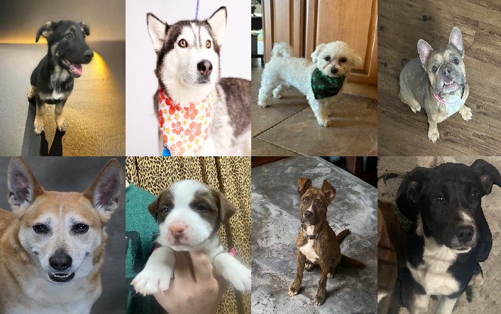 20240313pups