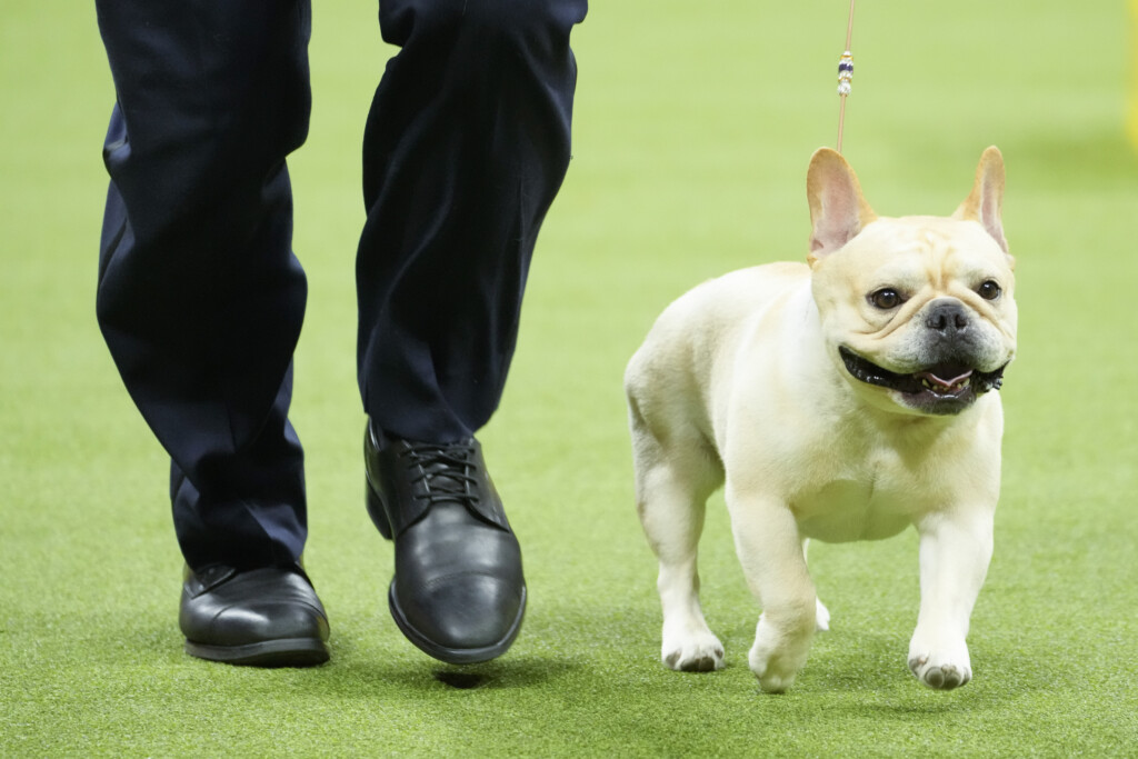 French bulldogs remain the most popular US breed in new rankings. Many