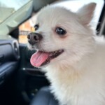 Stella