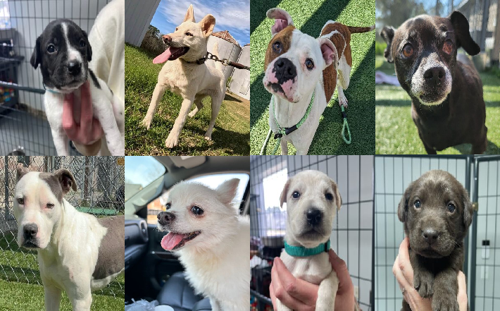 20240315pups