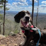 Waylon