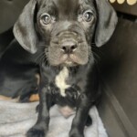 Benny