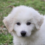 Flynn
