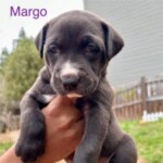 Margo