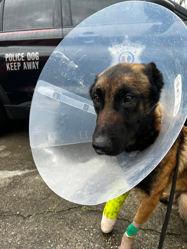 Rcsd K9